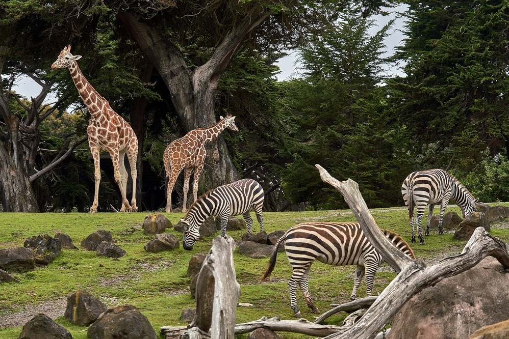 Zoos